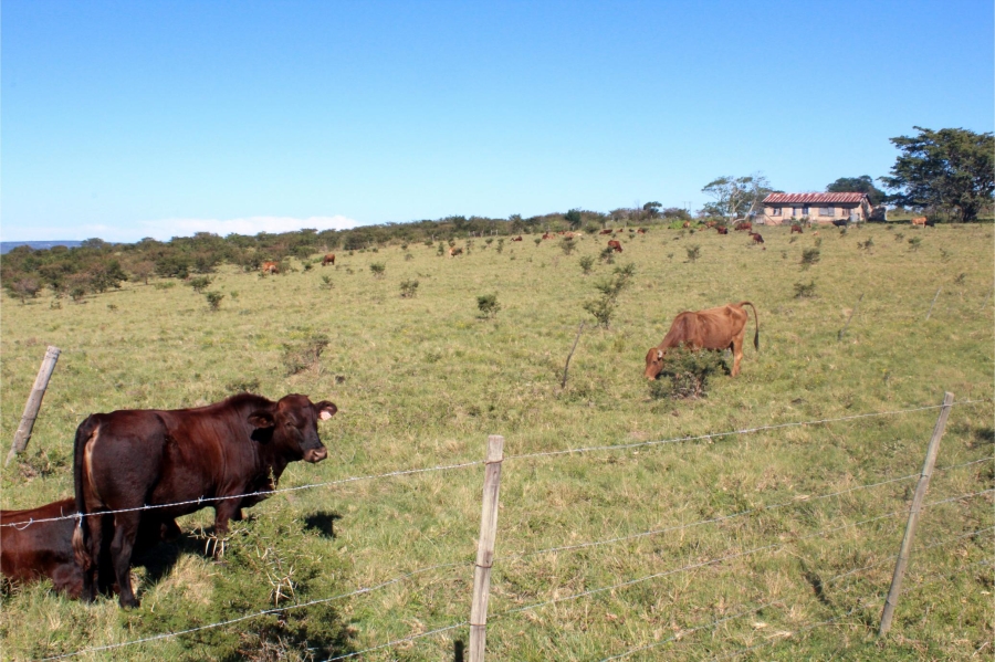 5 Bedroom Property for Sale in Mooiplaas Eastern Cape